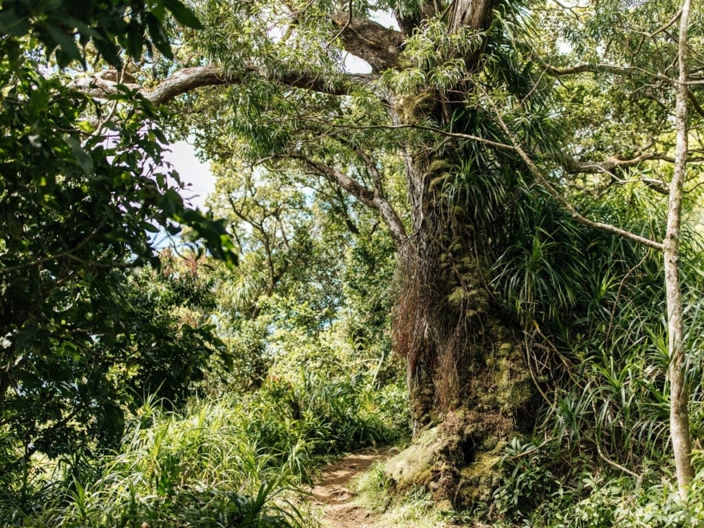 The Manoa Falls Trail with a dirt pathway that winds through a lush rainforest shaded by towering trees, and vibrant tropical plants.
