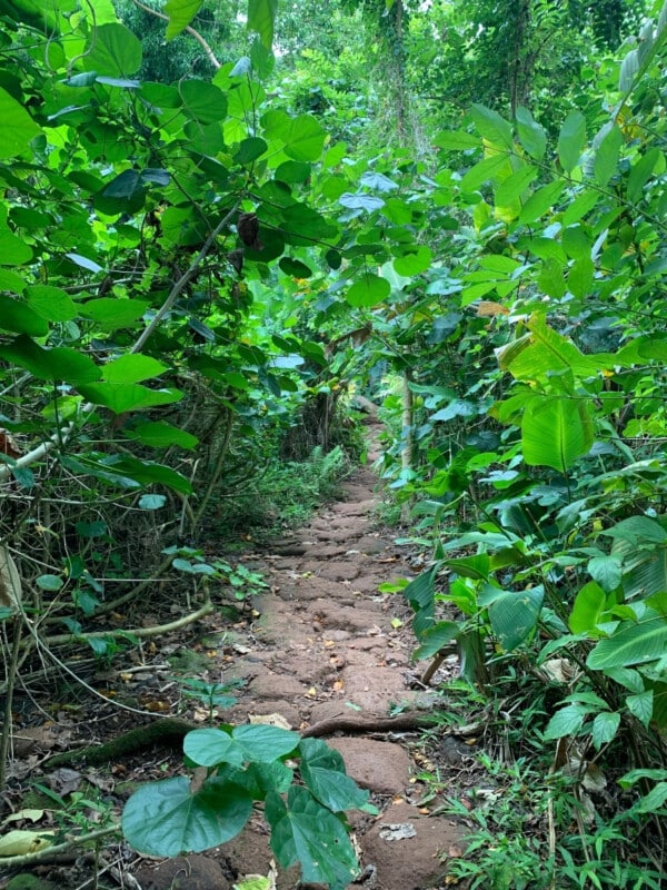 Dense tropical greenery surrounds a dirt path at Likeke Falls Trail.