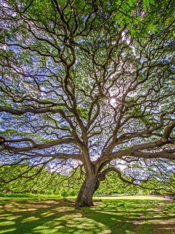 A large hitachi tree (monkeypod tree) in Honoluluʻs Moanalua Gardens.