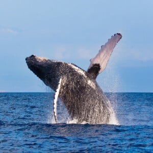A humpback whale in Hawaiʻi.