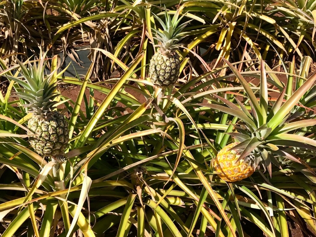 Dole Plantation pineapple fields on Oʻahu's North Shore.