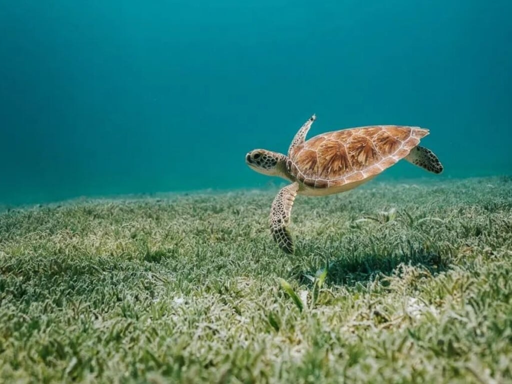 A green sea turtle.