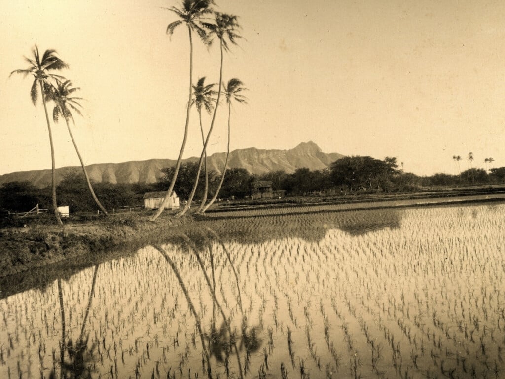 Rice fields with Lēʻahi (Diamond Head) in background; Honolulu, Oʻahu, Hawaiʻi, ca. 1915. Photo by A. R. Gurrey Jr., Bishop Museum Archives. SP 121394.
