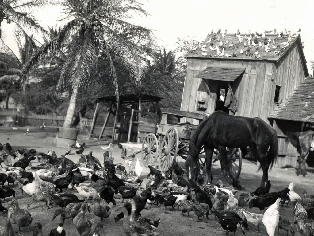 1908 Chinese Duck Farm