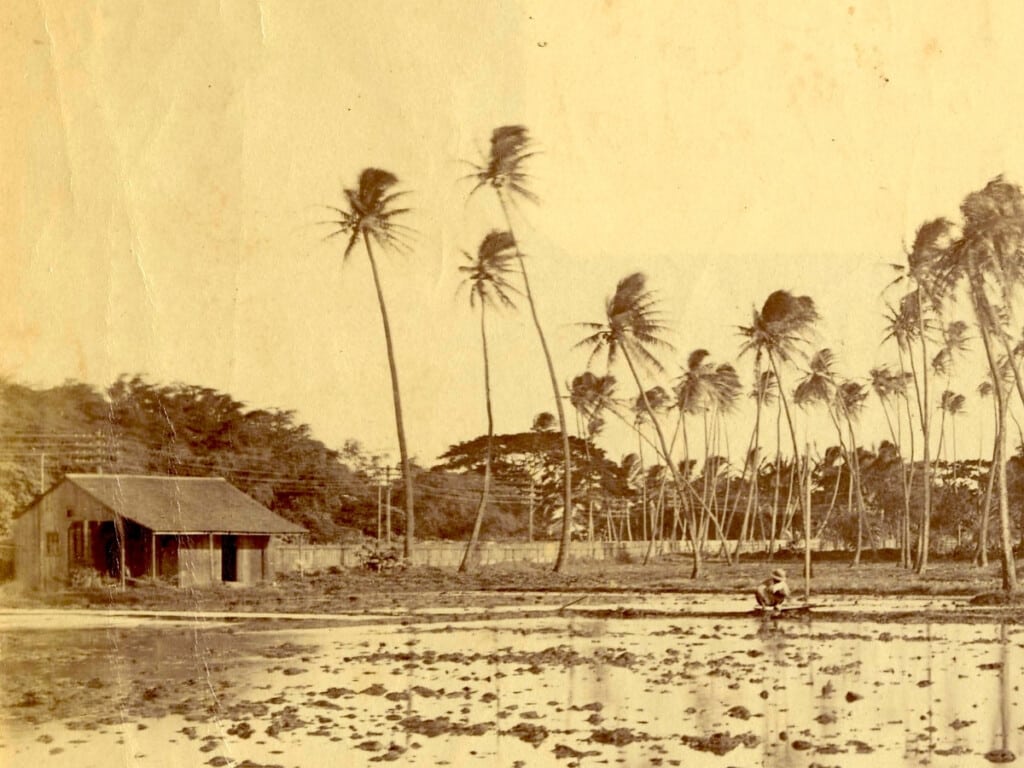 Coconut Grove 1870 - 1899 . The grove is near Honolulu