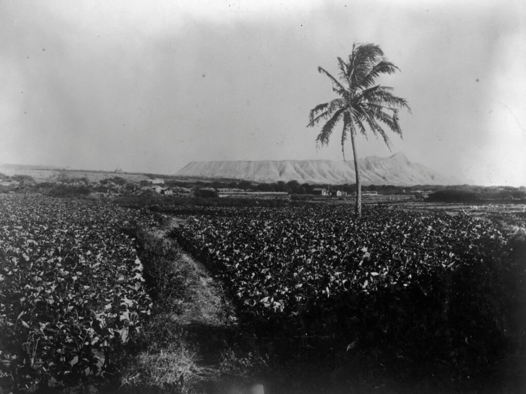 Taro field with Diamond Head in the background. 