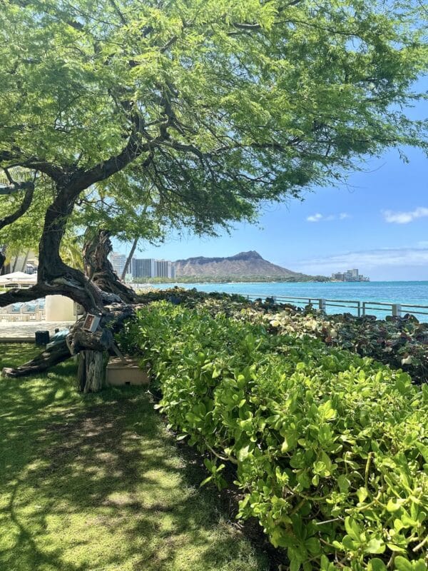The tree filled view of Lēʻahi (Diamond Head) from the lawn by Orchids restaurant at Halekulani hotel in Waikīkī.